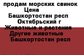 продам морских свинок › Цена ­ 1 000 - Башкортостан респ., Октябрьский г. Животные и растения » Другие животные   . Башкортостан респ.